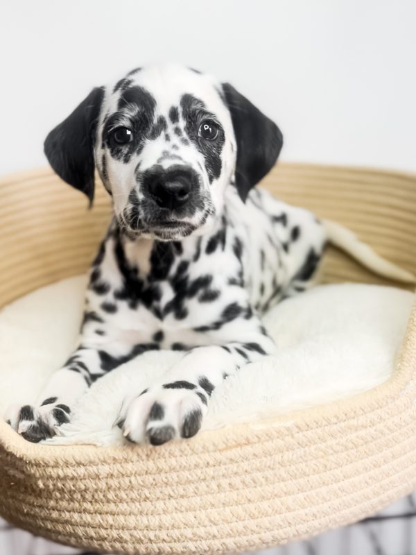 810BABAE-866B-413E-9750-27423DA7FD29