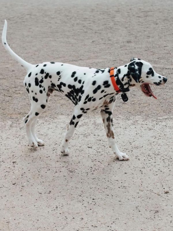 8B2FB75B-9CE5-48CB-88F1-8C6755219E5A