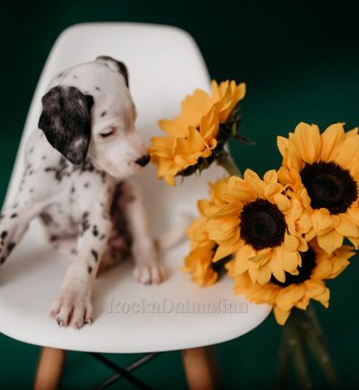 C54DD42A-80F2-4CA1-BFCA-8473B54B799B